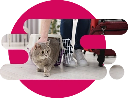 gato en caja transportadora de viaje